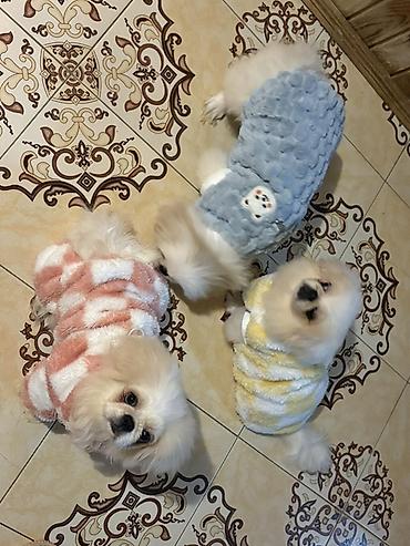 pişik yemi topdan: Pekines itler oz itlerimin balasidi qurd dermani verilib tam saglam — 3