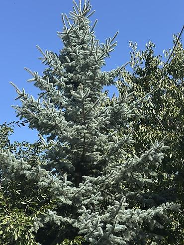 молочай цветы: Ель голубая (Picea pungens ‘Glauca’) — зрелые ландшафтные деревья — 2