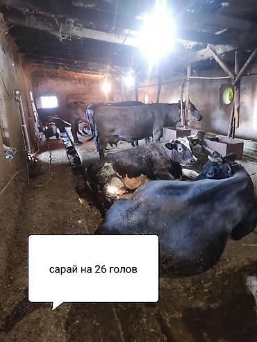 Продажа коттеджей и домов: Продам очень большой благоустроенный дом 250кв м жилая площадь — 15