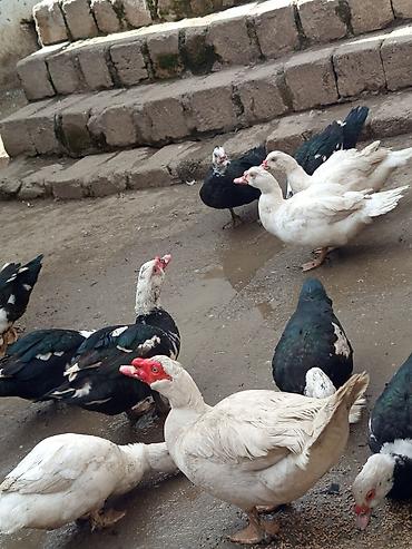 Ördəklər: Kom şeklinde SATLİR Erkey 2 denedi 10 dişi di tecılı satlir erkeyler — 19