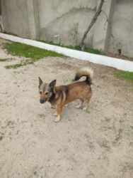 İtlər: Zvonok, 1 il, Erkek — 4