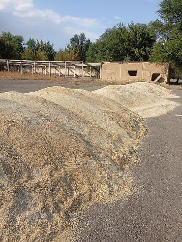 простые птички: Продаётся зерновая смесь/крупка корм). Сафлор новый урожай - Фракция — 2