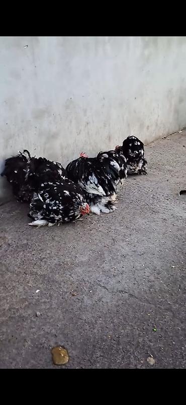 Cücələr: Toyuq cücələri, Damazlıq — 3