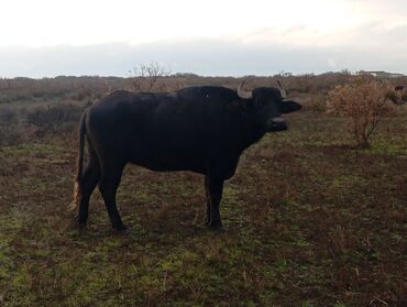 Camış: Məhsul: Su camışı sürüsü boğaz çatmışlar. 9 heyvan 6 ana camis . 3 — 15