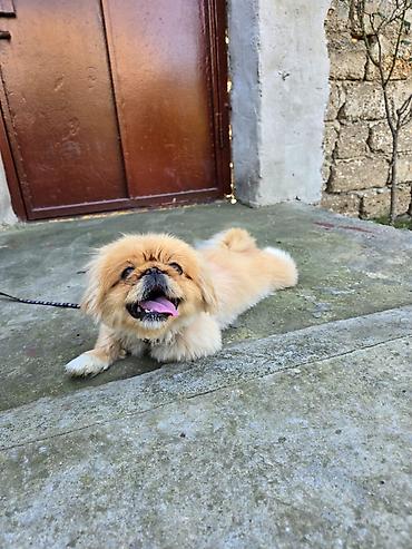 ag it: Pekines, 1 il, Dişi — 9