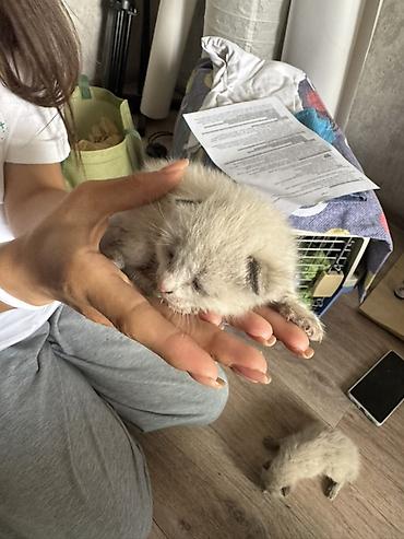 собаки щенки: Отдам в хорошие руки!!!!! Котята породы сиамские, дымчатые — 7