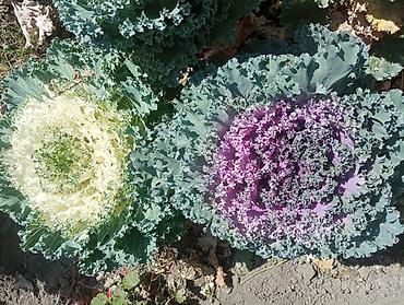 кот костюм: Декоративная капуста (Brassica oleracea var. acephala) для озеленения — 2