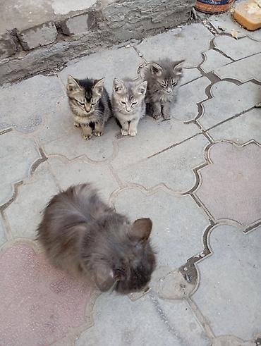 котята простые: Отдаю котят даром!!!! - Возраст на фото: примерно 1,5–2 месяца. - — 1