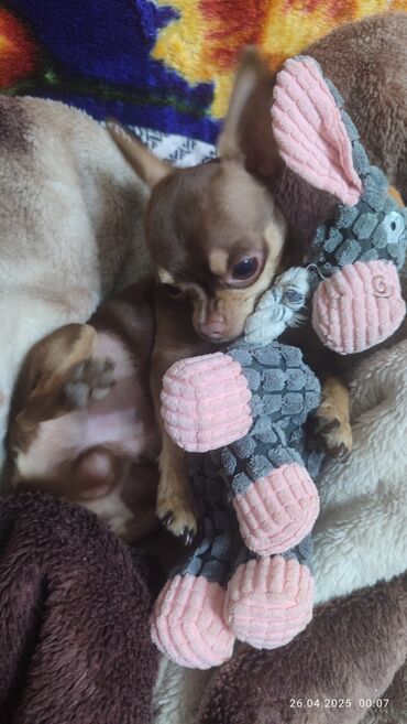 Вязка собак: Вязка. Предлагается для вязки, то есть для любовных встреч — 3