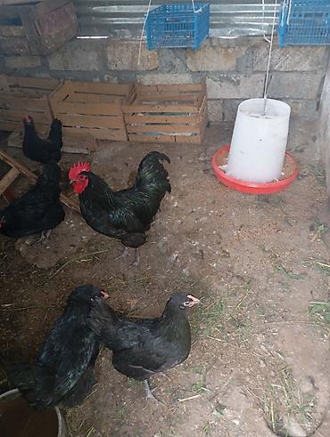 yerli toyuqlar: Toyuq, Australorp, Yumurtalıq, Ünvandan götürmə — 2