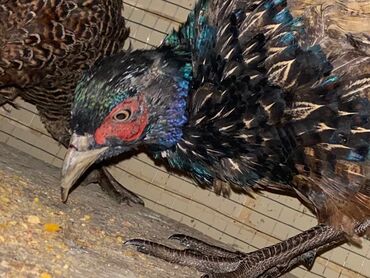 кольчатый попугай цена: Qırqovul.
3 və ya 5 ədəd satılır.
Ünvan:Xətai