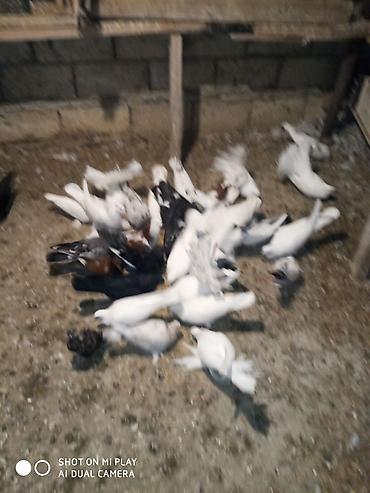 ucan: Göyərçinlər satılır sadə uçan quşlardı paqonular var cütü 10 man 15 — 3