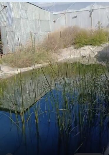 Kirayə torpaq sahələri: 50 sot Kənd təsərrüfatı, Su, İşıq, Qaz — 4