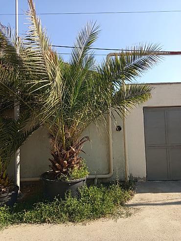 palm angels: Xurma/palma ağacı – böyük ölçülü, qara plastik vannada - Növ — 3