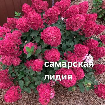 Садовые цветы и кустарники: Саженцы цветка: Гортензии