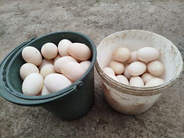 лотки для яйц: Ордоктун жумурткалары сатылат 20сомдон алчулар болсо чалгыла .для