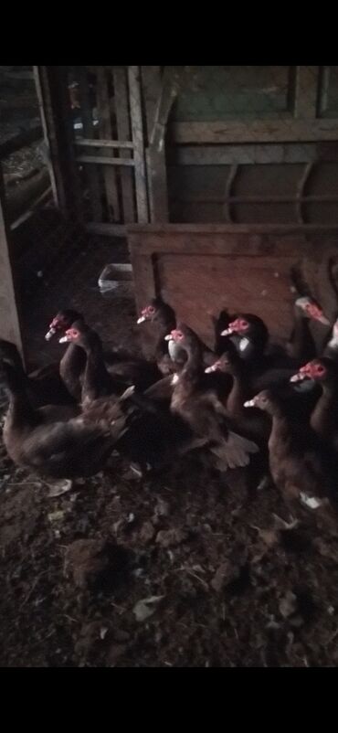 отдам котенка в добрые руки: Təmiz qan damazlıq krasnodar lal ördəkləri.Dişilerin son qiyməti 25