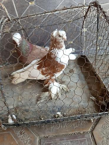 Птицы: Продаю голубей молодые 1,5 года пара 6000сом — 1