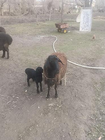 Баран, овца: Продаю | Овца (самка) | Для разведения | Матка — 3