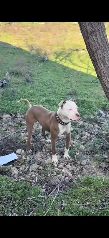 İtlər: Pitbul, 1 il, Erkek, Peyvəndli, Ünvandan götürmə