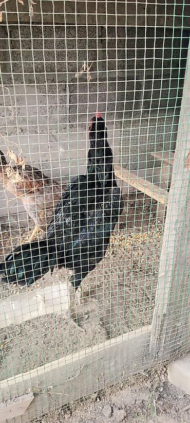 Продаю срочно дакан чистый кареец ни разу не убегал чистый здоровый — 2