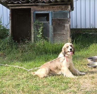 İtlər: Labrador-retriver, 2 il, Erkek, Peyvəndli, Ünvandan götürmə