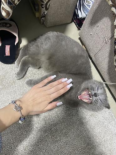 Продажа кошек: Шотландская вислоухая кошка (Scottish Fold), окрас сплошной голубой — 12
