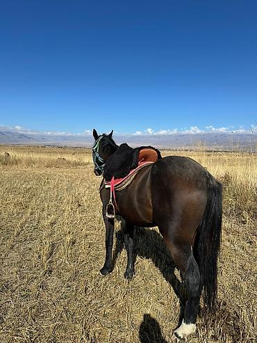 рысь: Продаю | Конь (самец) — 3