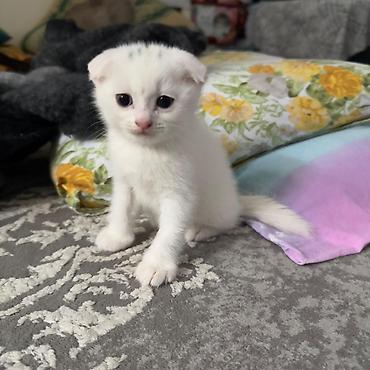 Кошки: Məhsul: Pişik balaları Təsvir: - Şirin pişik balaları, ev şəraitində — 2