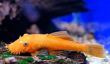 meyn kun: Qızıl Ancistrus (Albino Bristlenose Pleco) – akvarium yosunlarının — 3