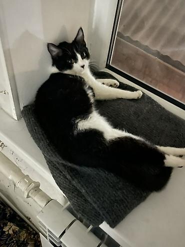 Отдам даром кошку: Кошка даром: Беспородная, 7 месяцев, Девочка, Приучена к лотку — 8