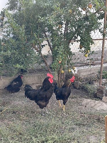 куры живые: Продаю | Петух | На забой, Для разведения — 1