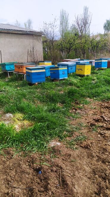 продам ульи с пчелами: Продаётся пасека, 40 семей