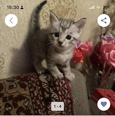 Продажа кошек: Скотиш Страйт (Шотландская прямоухая), 2 месяца, Мальчик, Серый, Приучена к лотку — 1
