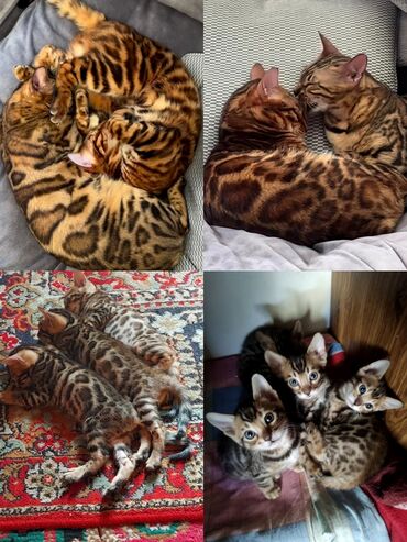 бенгальская кошка домашняя: Вязка: Бенгальская, Мальчик, 3 года, С прививками