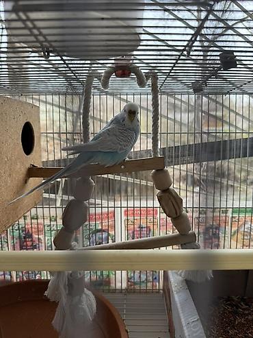 Зоотовары: Срочно!! Продаются попугаи,вместе с клеткой и другими предметамии — 9