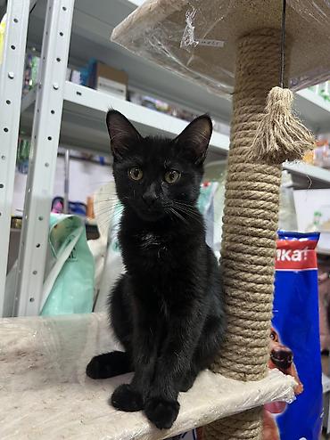 кошка черная: Кошка даром: Беспородная, 3 месяца, Девочка, Приучена к лотку — 7
