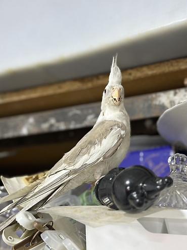 Quşlar: Yanagsız korella (cockatiel) – xüsusi rəng mutasiyası. - Rcəng: açıq — 6