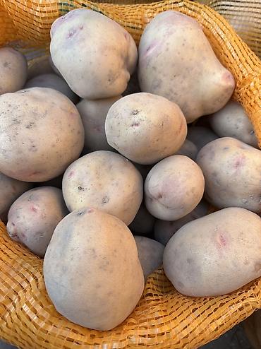 мандарины купить: Картошка Пикассо, Оптом, В розницу — 2