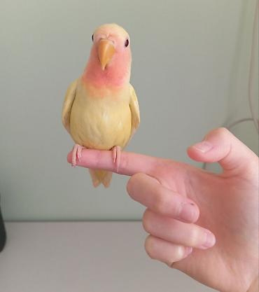 Tutuquşları: Sarı rəng nerazlucnik (lovebird) satılır.Dişidir.2 ay yarımlıqdır. Ələ — 2