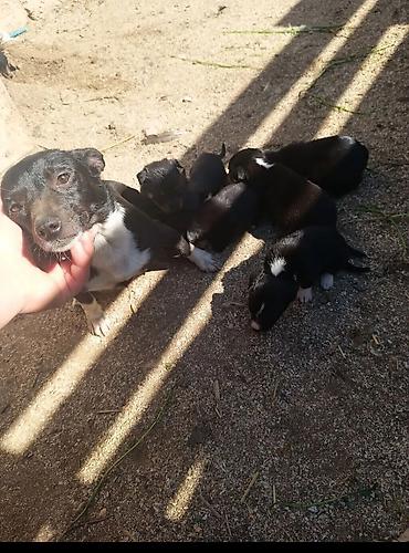 İtlər: Ünvandan götürmə — 1