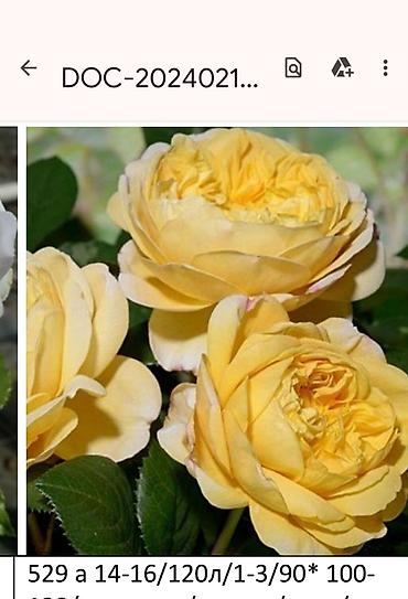 Садовые цветы и кустарники: Корни роз - Крупноцветковая чайно-гибридная роза с — 35