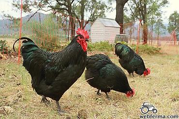 K/t heyvanları və malları: Toyuq, Australorp, Ətlik, Ünvandan götürmə — 1