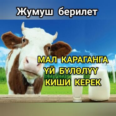 ищу работу в городе кант: Талап кылынат Малчы, Төлөм Келишим түрдө, Окутуу