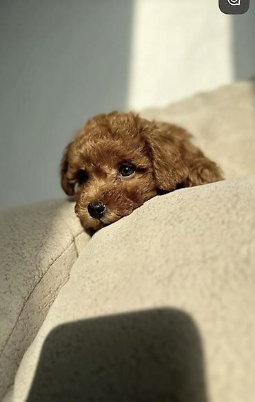 İtlər: Pudel, 1 ay, Ödənişli çatdırılma — 2