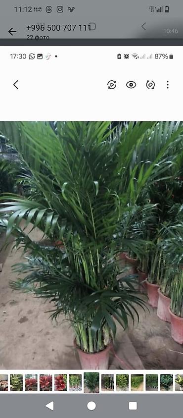Комнатные и уличные крупномеры: тропические растения в горшках