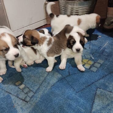 Собаки: Продаем 9 щенков Сенбернара. Дата рождения 07.02.2024. 5 девочка и 4
