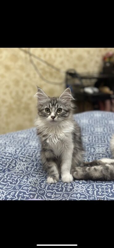кошка рэгдолл: Очень красивый котенок. 2 месяца
мама рэгдолл

папа мейн-кун