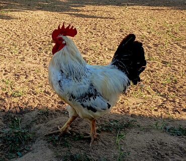 geref quşu: Serebrist xoruz 1 il 6 aylıq.Banlayır və aktiv Xoruzdu. 1 əd qiyməti -