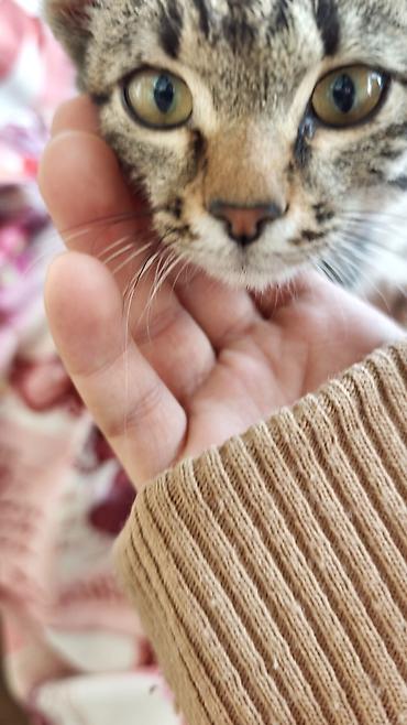 хочу котёнка: Кошка даром: Беспородная, 2 месяца, Девочка — 2